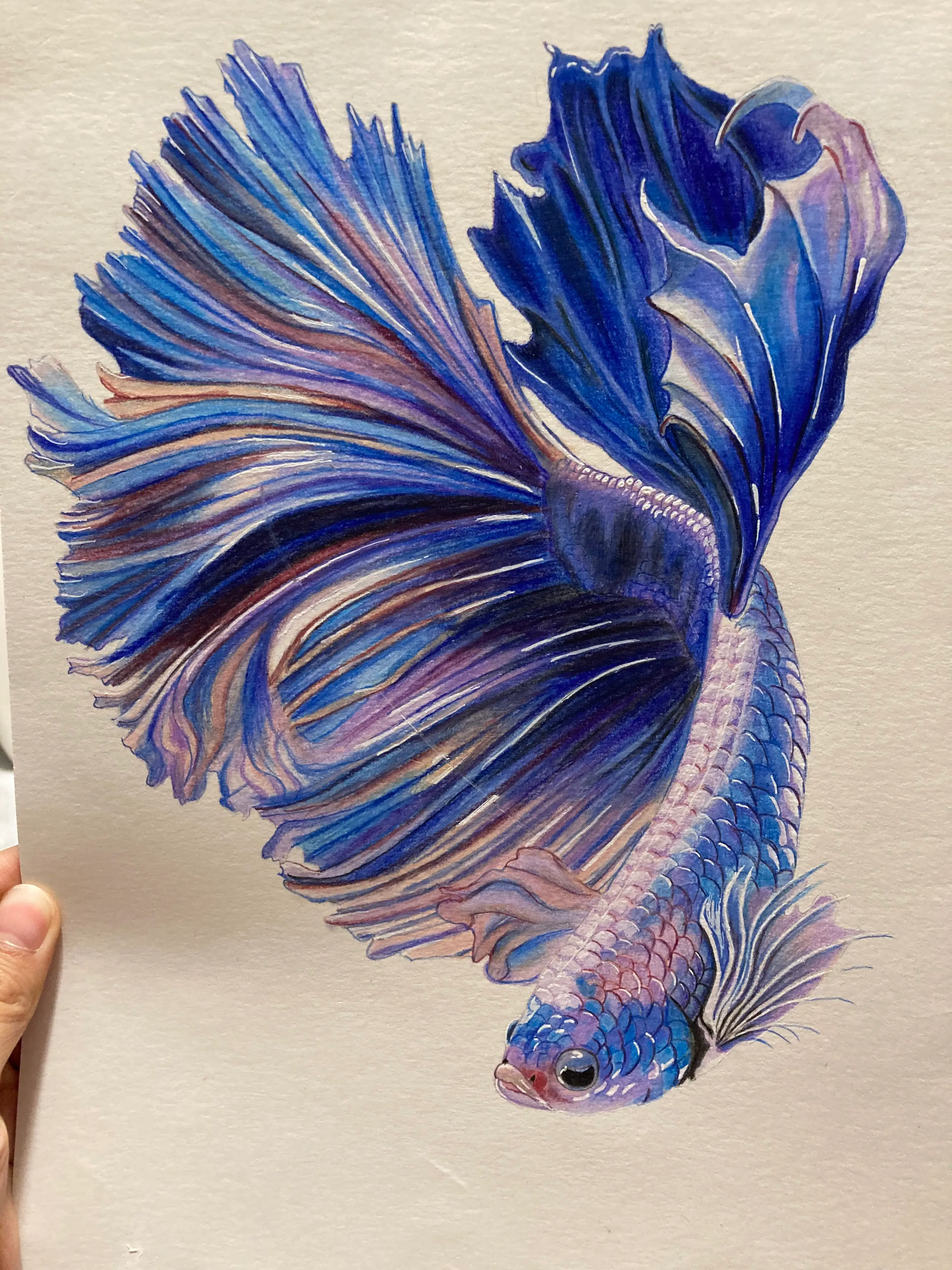 Beta fish